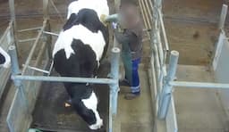 Vidéo : l’enfer des “vaches à hublots” dénoncé par L214