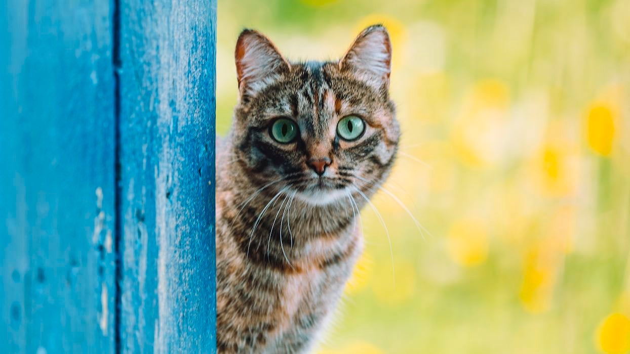 Loi sur le bien-être animal : un amendement veut faire du chat une "espèce nuisible"