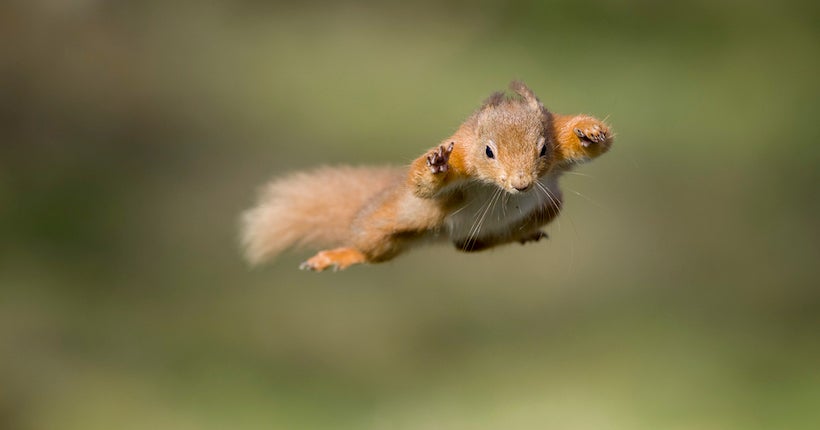 Créatifs et habiles, les écureuils font du parkour pour se déplacer