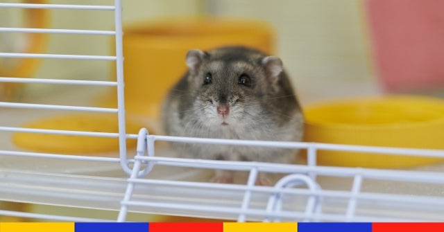 Hong Kong : après des cas de Covid, des milliers de hamsters vont être tués "par précaution"