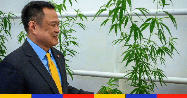 La Thaïlande devient le premier pays d’Asie à décriminaliser le cannabis