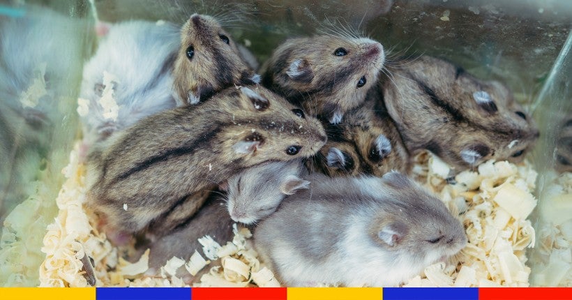 Hong Kong : tollé après la décision d’abattre des milliers de hamsters à cause du Covid