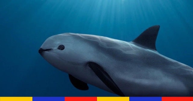 Au Mexique, une "Opération miracle" pour sauver le marsouin du Pacifique de l’extinction