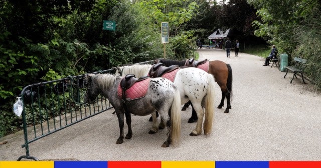 Polémique sur les balades à poney dans les parcs parisiens : une association dénonce de nombreux manquements